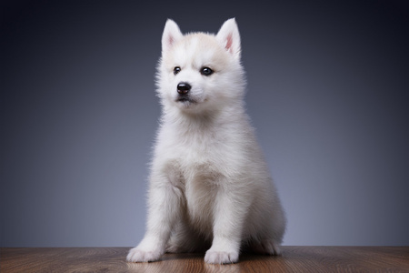 西伯利亚雪橇犬小狗