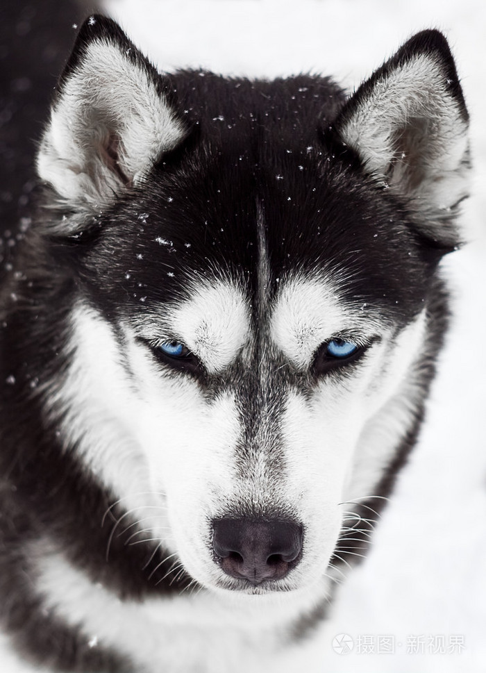 一只哈士奇狗的肖像