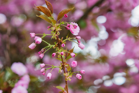 有粉红色花朵的盛开树枝