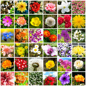 用白框分隔的36幅花卉照片拼贴