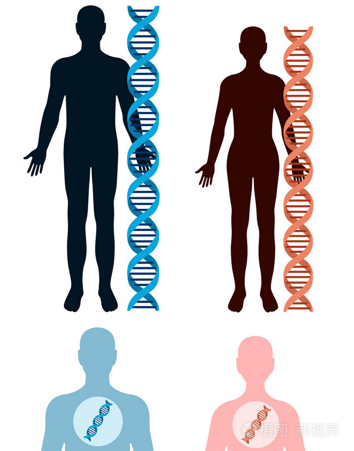 dna 与人体插画-正版商用图片1myyq0-摄图新视界