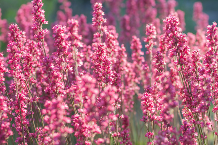 盛开的紫色 heuchera