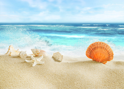 地处热带的海滩贝壳