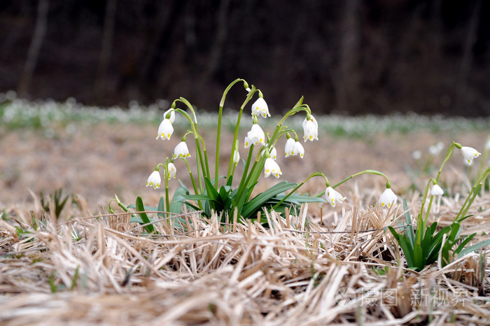 在一片草地上盛开的白色春天雪花