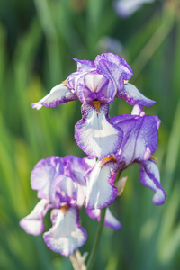 多彩的紫色鸢尾花
