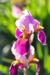 多彩的紫色鸢尾花