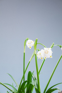 春天雪花在草地上