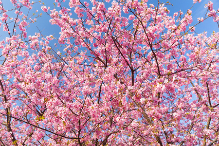 盛开的樱花树的树枝