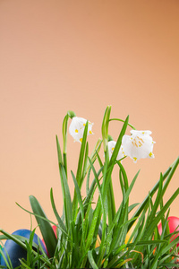 春天雪花在草地上