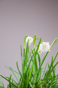 春天雪花在草地上