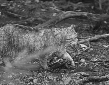 欧洲野猫肖像