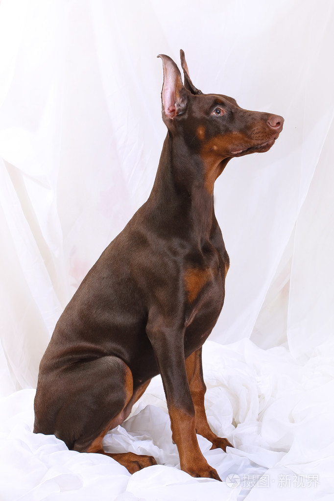 巧克力的杜宾犬侧身坐照片-正版商用图片1mz6l1-摄图新视界