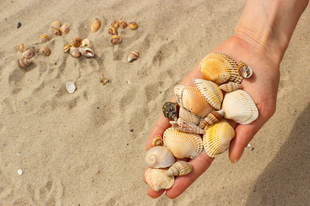 在海滩的女人手里的贝壳