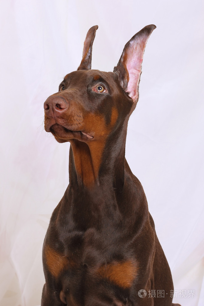 发票合同问题/狗宠物小狗查看作者其他作品查看更多>布朗杜宾坐巧克力