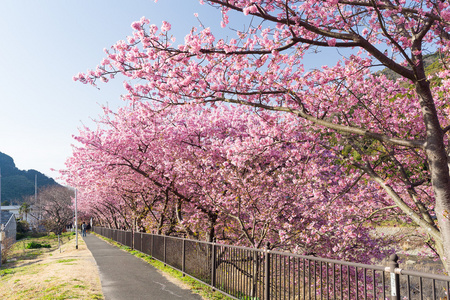 美丽盛开的樱花树