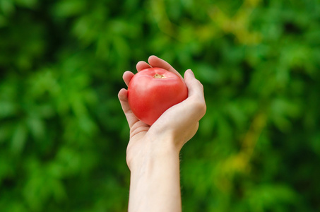 素食主义者和新鲜水果和蔬菜的主题性质  番茄人类的手上的绿草背景