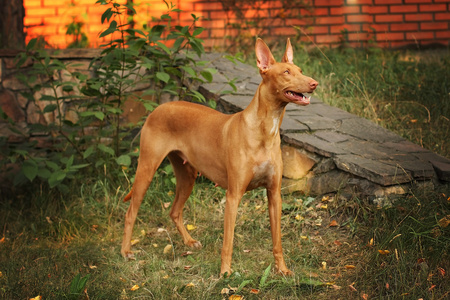 法老王猎犬的犬种是在充分的成长