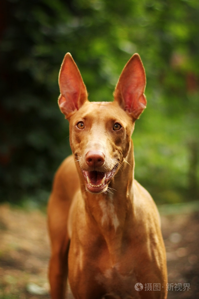 法老王猎犬夏天肖像的犬种