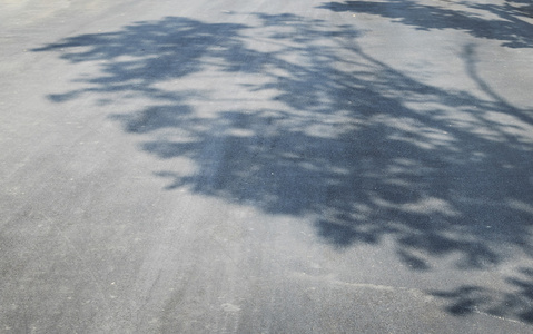 沥青路面上的树影