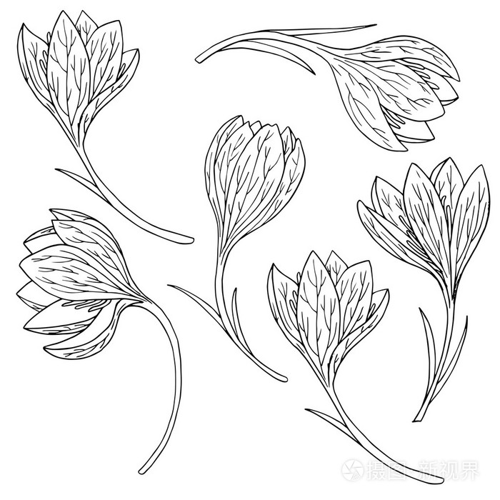 向量集的雪莲花