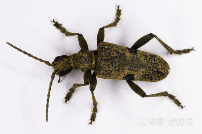 甲壳虫rhagiumsycophanta