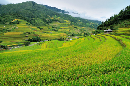 稻田上的梯田的木仓柴，日元白，越南。稻田准备在西北 Vietnam.Vietnam 风景收获