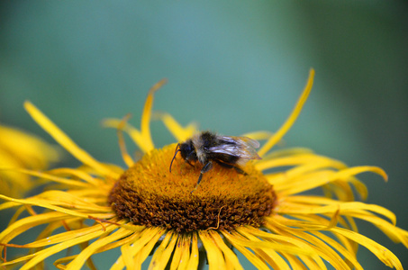 大黄蜂与黄色的花