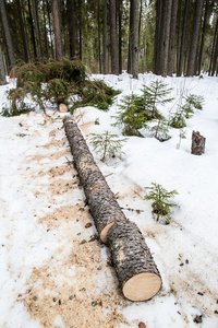 砍倒躺在雪地里的云杉树图片