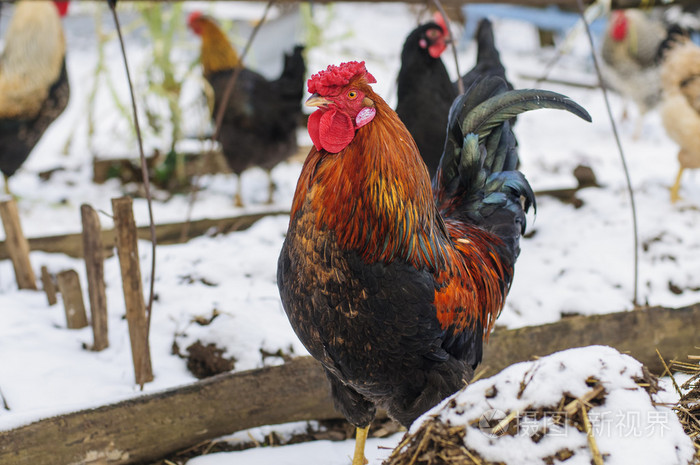 公鸡与玫瑰形梳子