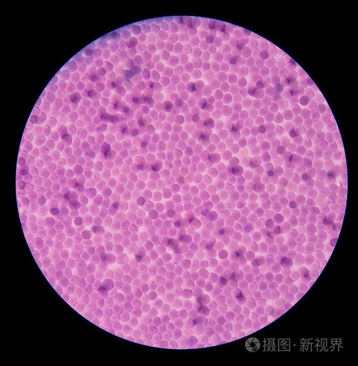 红色的血液细胞