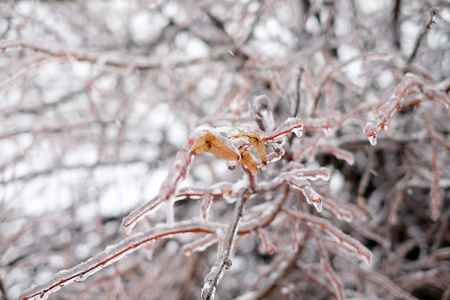 冰上的树枝