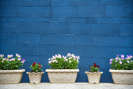 花盆和蓝纹纹理墙