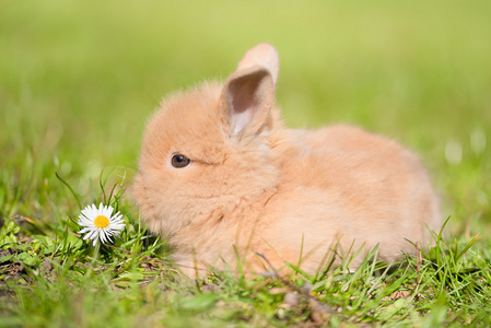 兔宝宝在绿色的草地