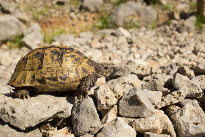 在自然条件下的岩石上爬的陆地龟