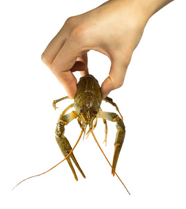 绿色小龙虾在女性手中。白色背景上孤立