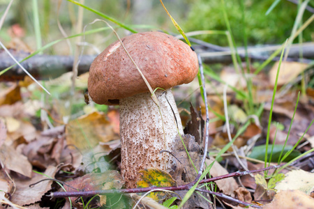 在森林中，在草地上的蘑菇橙色盖牛肝菌