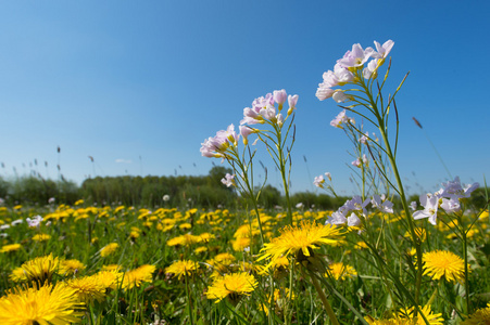 杜鹃花朵和蒲公英在景观