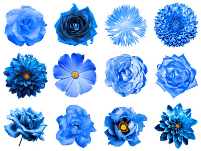 菊花和雏菊图片