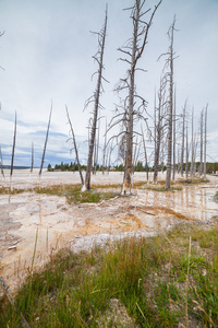湖中反射的枯树的看法图片
