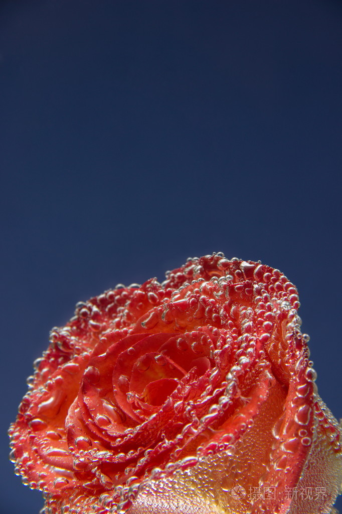 红玫瑰和橙色,浑身沾满了气泡蓝色的背上