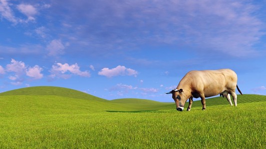 单奶牛放牧在绿色的山丘上
