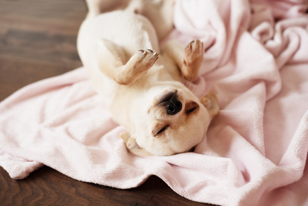 白色的吉娃娃狗上粉色的毯子，木地板在家里睡觉