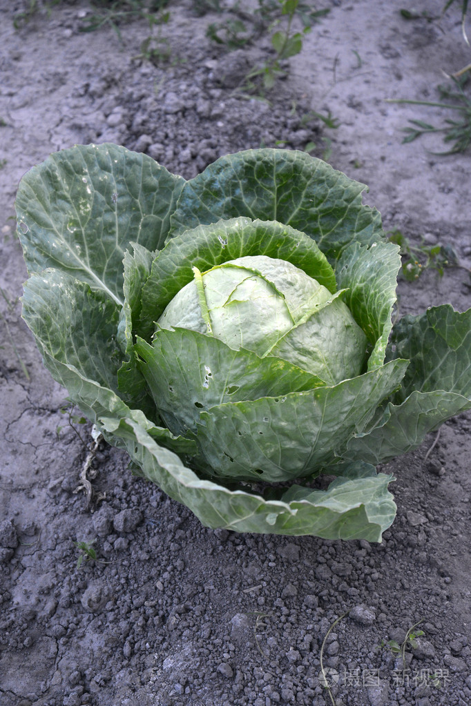 在菜园里种植的纯有机卷心菜