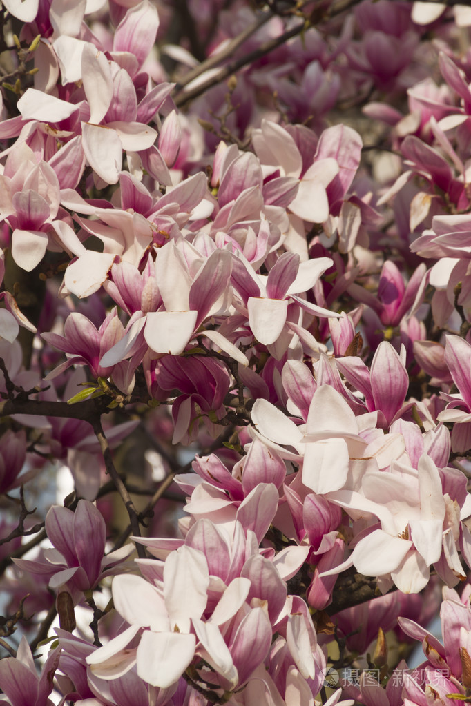 白玉兰棵开花的树