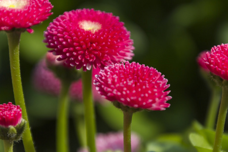 花园里的贝利斯佩伦尼斯雏菊