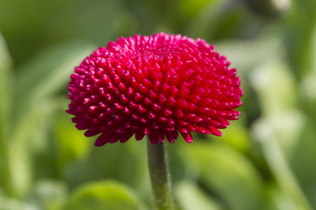 花园里的贝利斯佩伦尼斯雏菊