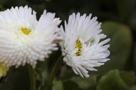 花园里的贝利斯佩伦尼斯雏菊