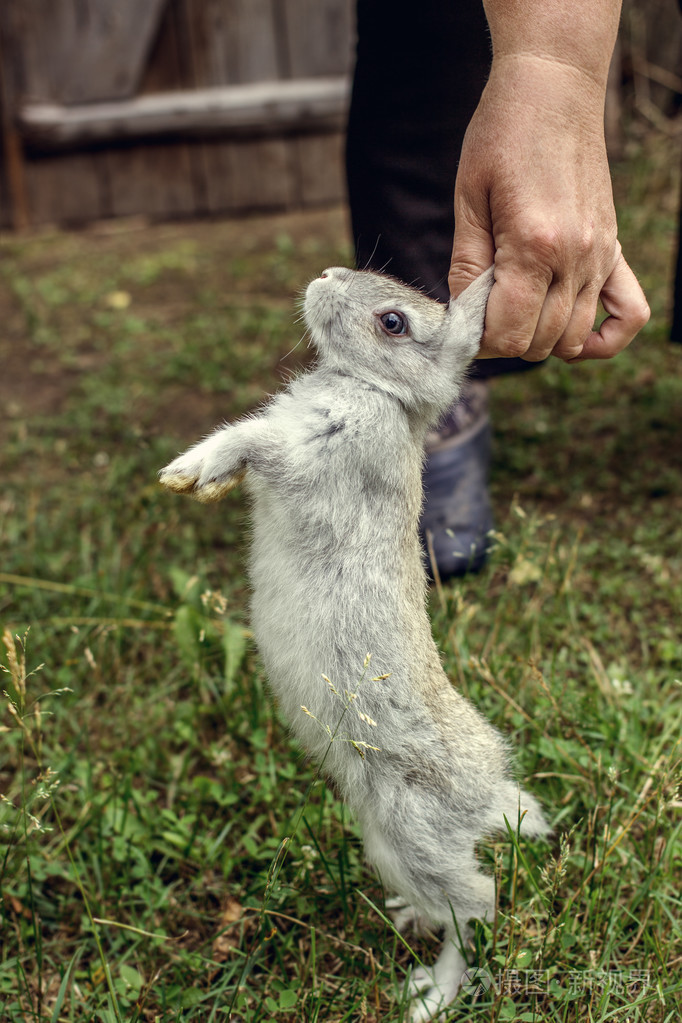 灰兔子抱着他的耳朵