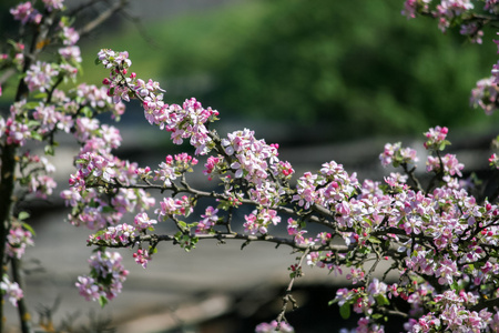 苹果树开花