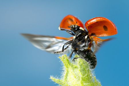 瓢虫飞图片